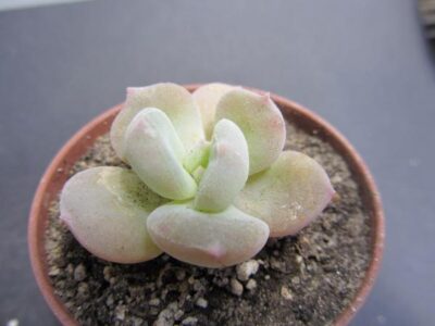 Echeveria pilosa hybr.