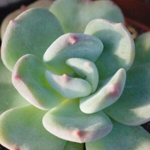 Echeveria pilosa hybr.