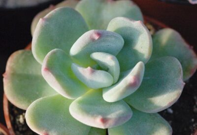 Echeveria pilosa hybr.
