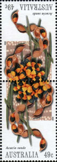 Плоды Acacia coriacea (Австралия, 2002)