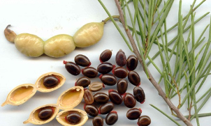 Плоды и семена Acacia sclerosperma