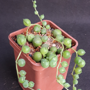 Senecio rowleyanus