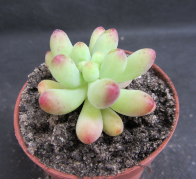 Sedum pachyphyllum