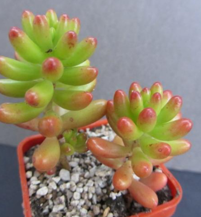 Sedum rubrotinctum