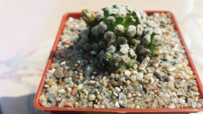 MAMMILLARIA THERESAE - Зображення 5