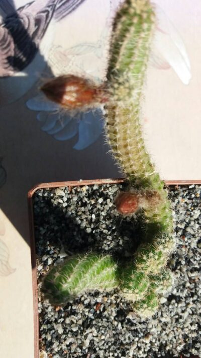 ECHINOPSIS CHAMAECEREUS - Зображення 4