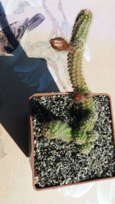 ECHINOPSIS CHAMAECEREUS