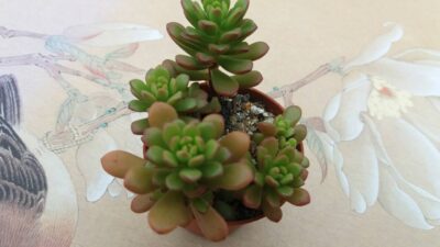 SEDUM "JOYCE TULLOCH" - Зображення 2