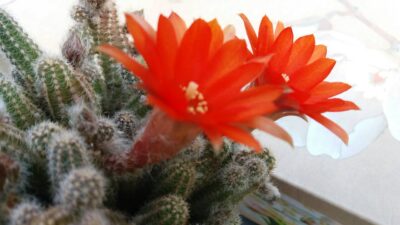 ECHINOPSIS CHAMAECEREUS - Зображення 3