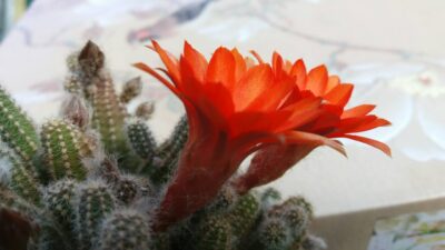 ECHINOPSIS CHAMAECEREUS - Зображення 6