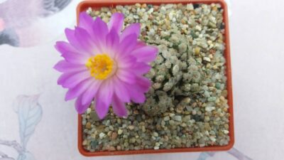 MAMMILLARIA THERESAE - Зображення 9