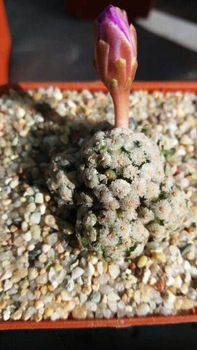MAMMILLARIA THERESAE - Зображення 6