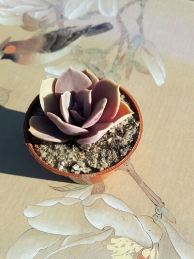Echeveria Perle von Nurnberg - Зображення 2