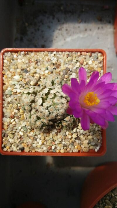 MAMMILLARIA THERESAE - Зображення 8