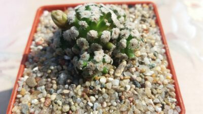 MAMMILLARIA THERESAE - Зображення 4