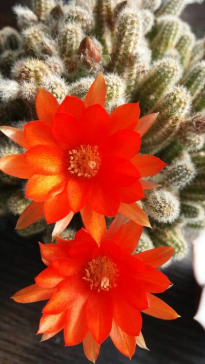 ECHINOPSIS CHAMAECEREUS - Зображення 2