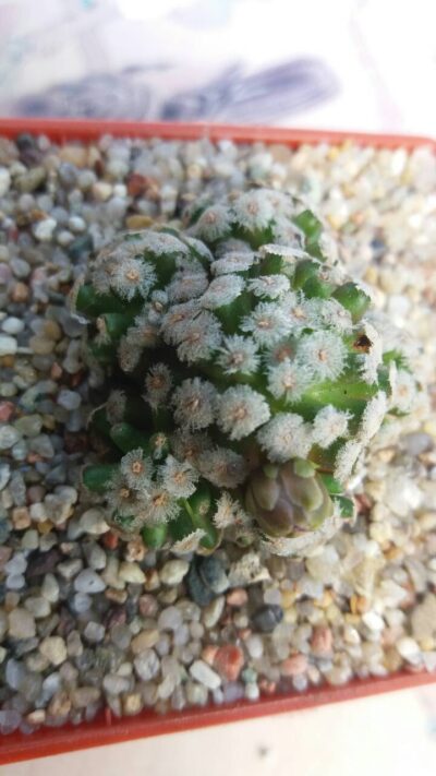 MAMMILLARIA THERESAE - Зображення 2