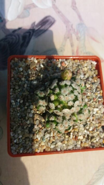 MAMMILLARIA THERESAE - Зображення 3