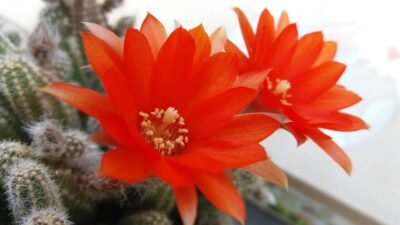 ECHINOPSIS CHAMAECEREUS - Зображення 5