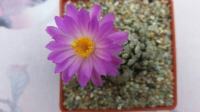 MAMMILLARIA THERESAE - Зображення 10