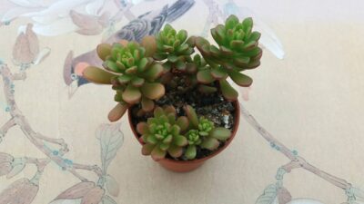 SEDUM "JOYCE TULLOCH" - Зображення 3
