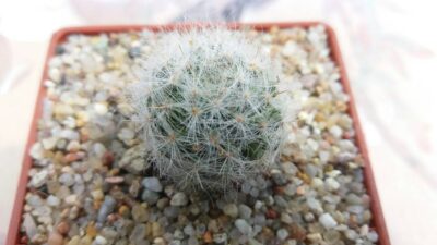 MAMMILLARIA GLASSII