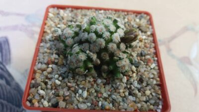 MAMMILLARIA THERESAE