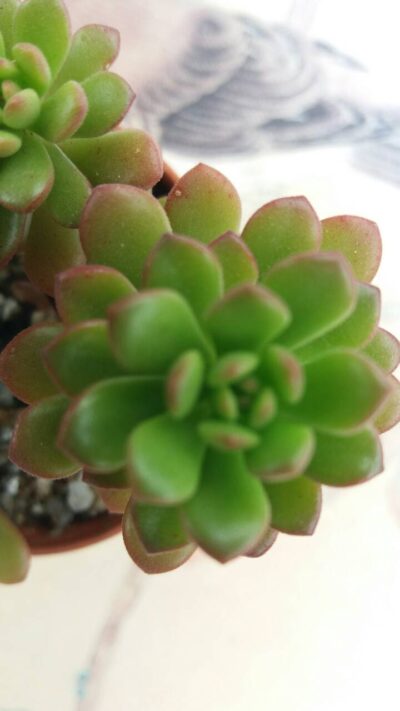 SEDUM "JOYCE TULLOCH"