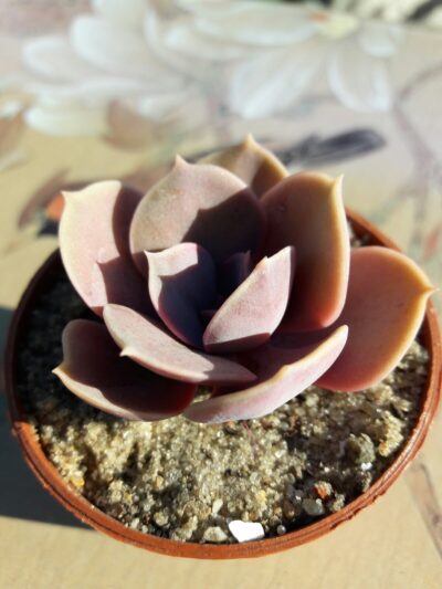 Echeveria Perle von Nurnberg