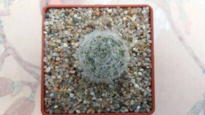 MAMMILLARIA GLASSII - Зображення 2