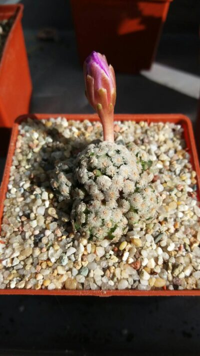 MAMMILLARIA THERESAE - Зображення 7