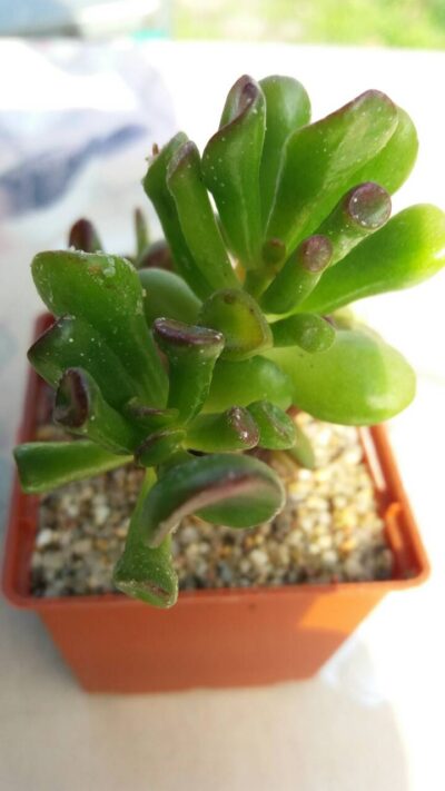 CRASSULA OVATA HOBBIT