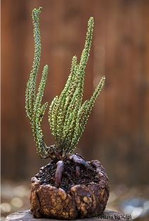 Ceraria namaquensis- растение в культуре