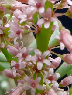 Ceraria namaquensis- цветки