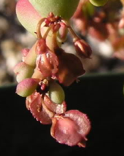 Ceraria pygmaea-плоды
