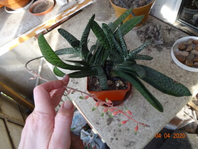 Gasteria Maculata (возможно, GRACILIS, точно не уверена)