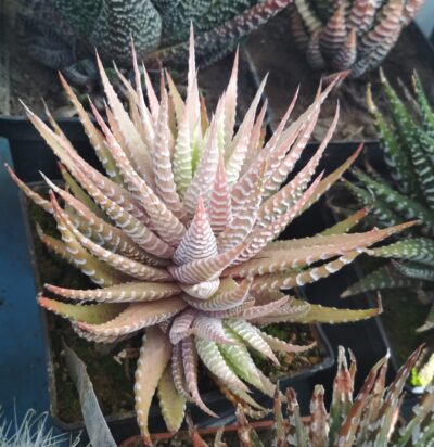 Haworthia attenuata v.chlorofilarm