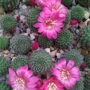 Rebutia minuscula v.violaciflorus grandiflora | 84
