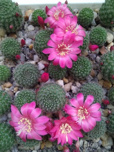 Rebutia minuscula v.violaciflorus grandiflora