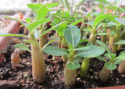 Adenium obesum - Зображення 2
