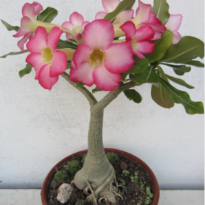 Adenium obesum