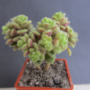 Aeonium sp.mini