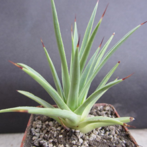 Agave stricta nana