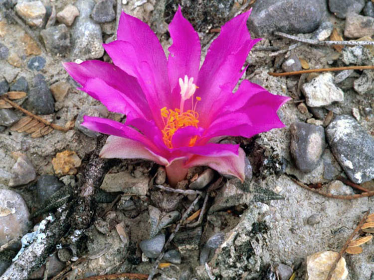 Природные гибриды между Ariocarpus kotschoubeyanus и Ariocarpus agavoides