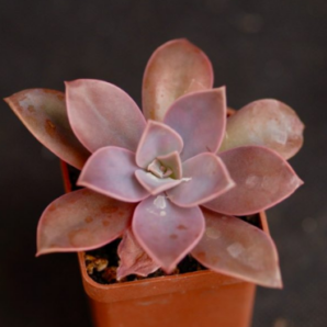 Graptoveria Fred Ives | 111