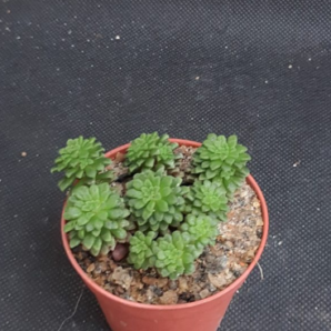Monanthes muralis | 79