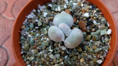 Pachyphytum oviferum - Зображення 5