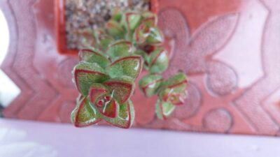 Crassula brevifolia - Зображення 3