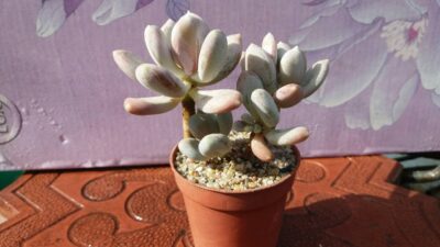 Pachyphytum glutinicaule - Зображення 3