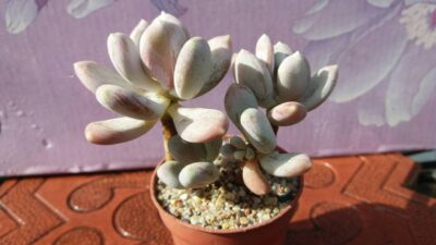 Pachyphytum glutinicaule - Зображення 2